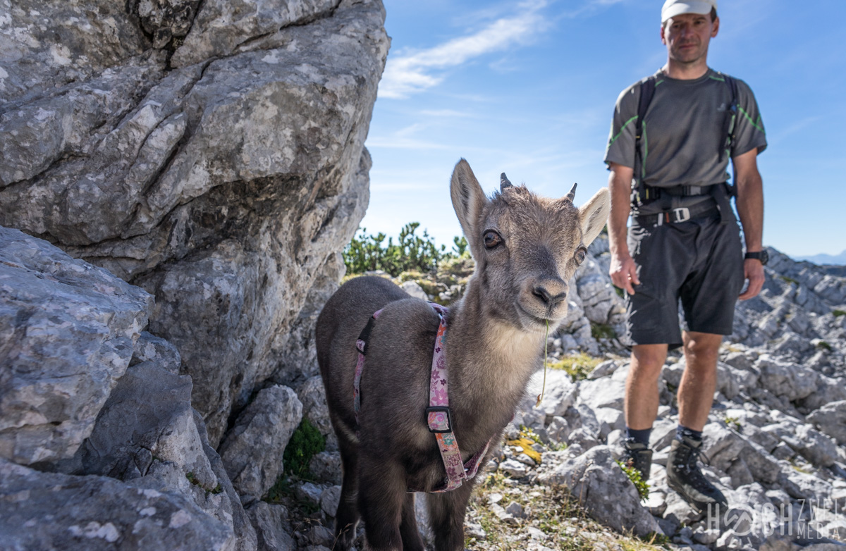 Steinbock Baby Wanderung Zwölferkogel Almsee