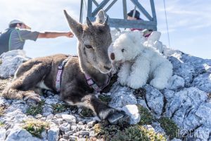 Steinbock Baby Wanderung Zwölferkogel Almsee