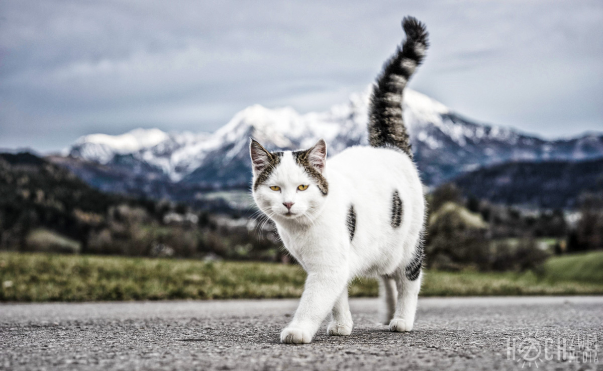 Katze schleicht vor Großem Pyhrgas