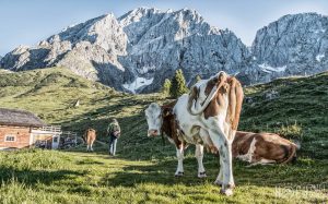 Weg der Chaoten Großer Bratschenkopf Hochkönig-Massiv