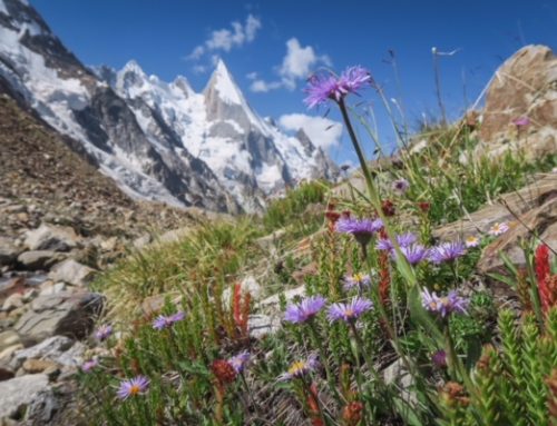 Laila Peak, das Herz blüht auf